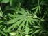 How to Clean Your System of Marijuana? -.